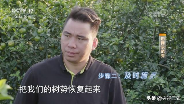 砂糖桔全攻略！大小果咋办？怎么一眼“看”出最甜的果？