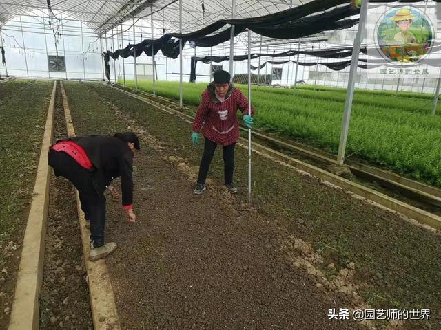 新品种高架小西瓜、网纹瓜种植技术