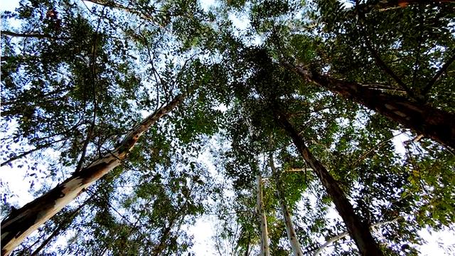 野蛮发展时代已过，桉树种植必须这样做