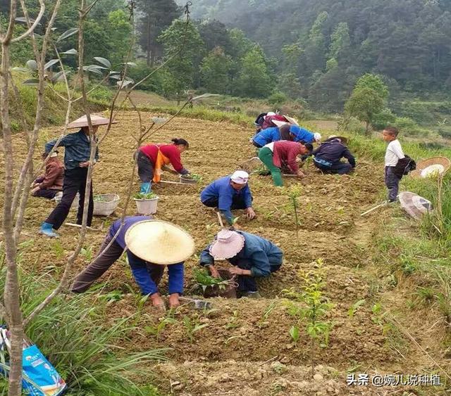 农村一种作物，说销路好，来钱快！专家预测：种一亩利润6万以上