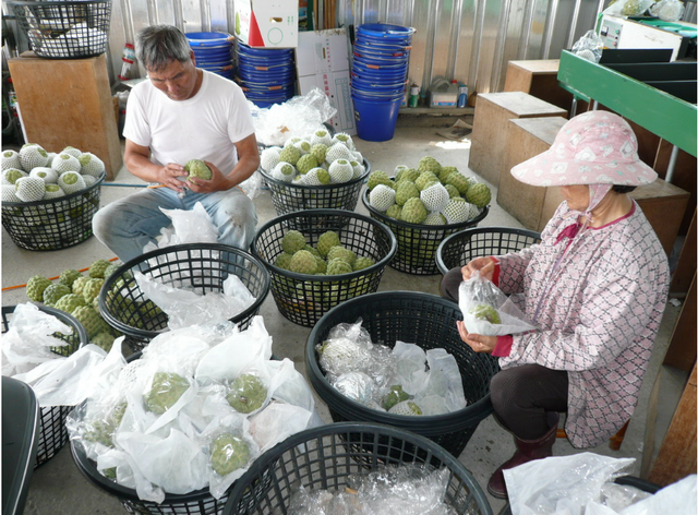 “高端水果”释迦果，价格昂贵，种植需要注意这6点