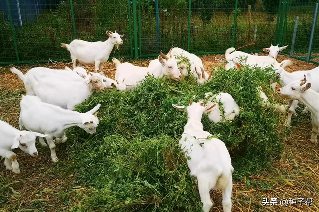 紫花苜蓿一年四季都能种？种植一次能收割5~7年，养殖效益好