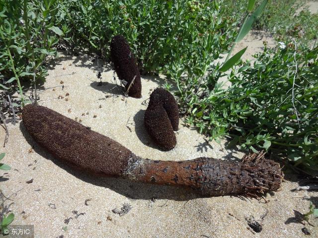 中药材种植：锁阳的种植技术与栽培管理