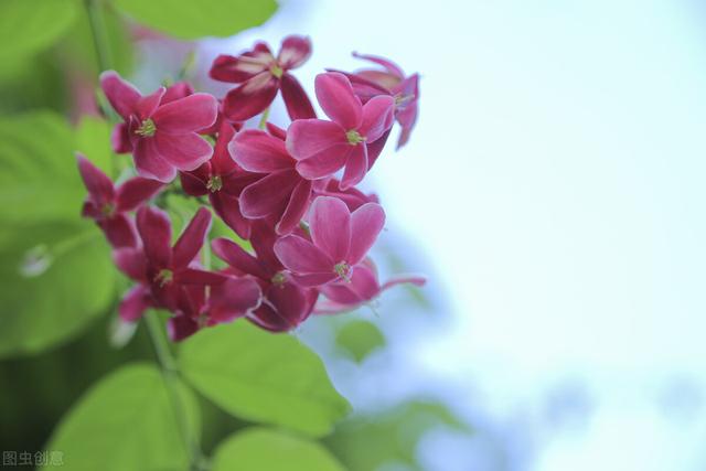 6种花草植物上墙就揭瓦，你家要有，栽种时记得远离墙壁