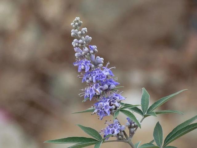 这棵大号薰衣草，一年开花5个月，更多花更耐热更好养