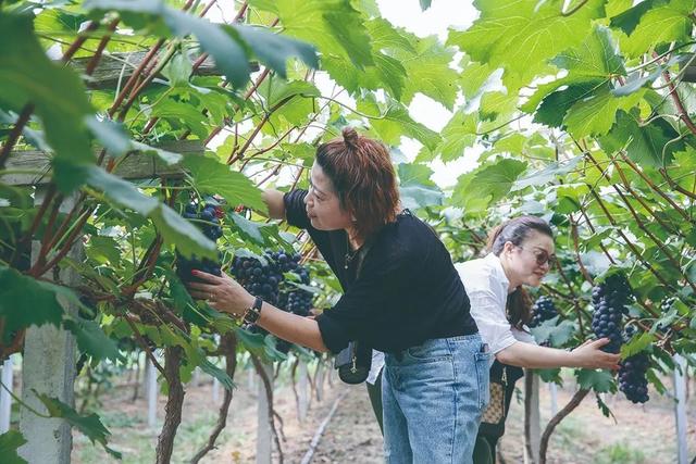 在松江采摘葡萄，小松给你推荐几家葡萄园，供你参考