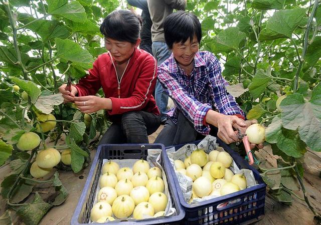 香瓜清香可口，掌握这5点种植技术，种出来的香瓜品质优、产量佳