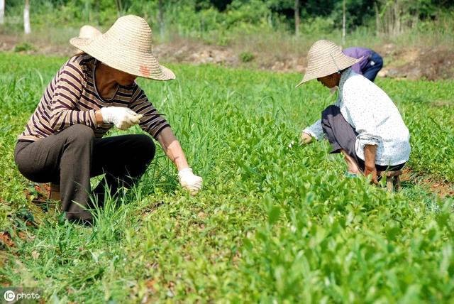 怎样才能提高茶籽播种出芽率？学会以下4点，包您掌握种植诀窍