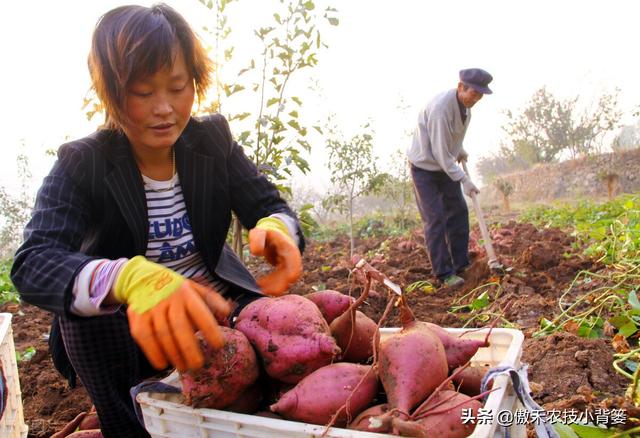 实现红薯高产多收并不难，种植管理技巧一定要掌握好