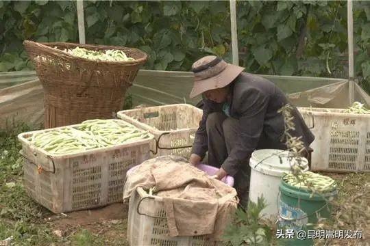 嵩明这个村种植四季豆，产值2000万元