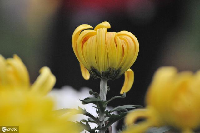 秋菊开花正当时，记住养花6要点，各种菊花轻松养