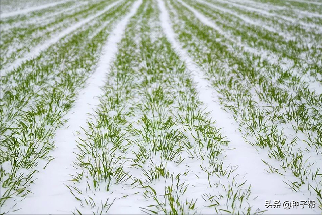 冬牧70黑麦草种植窍门，9月开播，错过就是一年，亩产鲜草6000kg