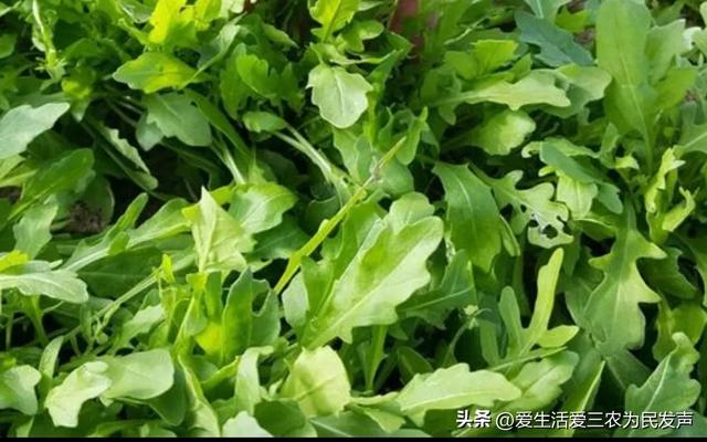 亩产4000斤，10元1公斤不愁卖，种植什么蔬菜利润这么高？