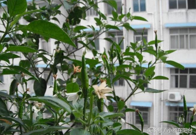 家里这样种朝天椒，花儿一茬一茬的开，结了一百多个