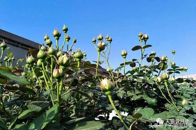 让龙沙宝石开出300朵花的种植秘籍