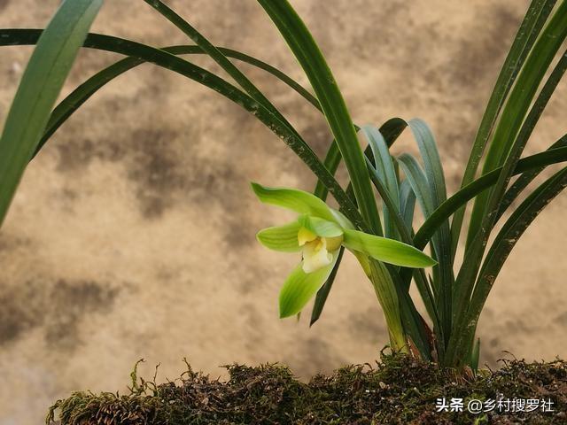 兰花种植的三步曲，缓苗、服盆、生长，各阶段你都了解吗？