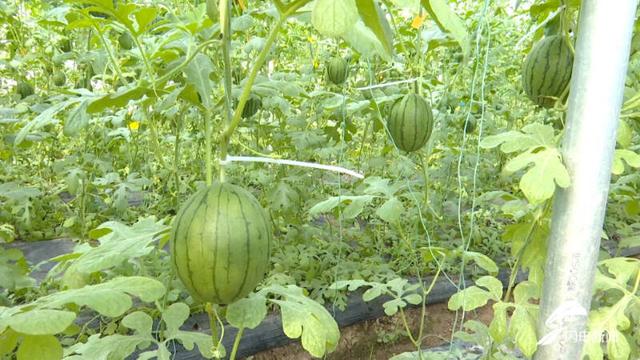 本地蔬菜大量上市！齐河：抓源头、强措施，守好百姓“菜篮子”