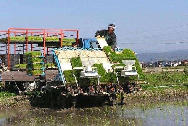 日本农作物有哪些？价格和种植情况怎么样？