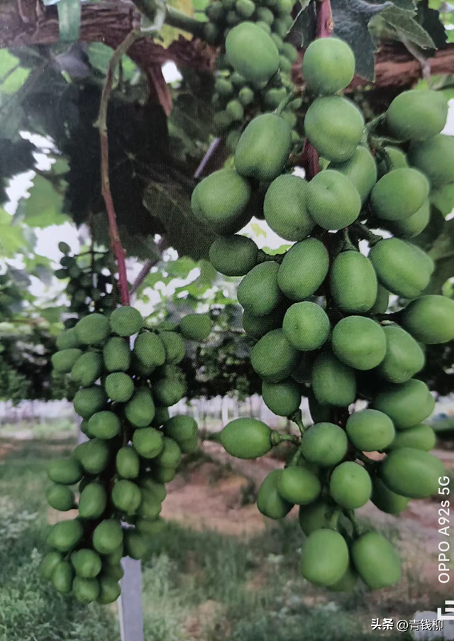 阳光玫瑰葡萄无核栽培技术