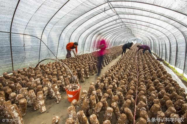 食用菌营养高效益好，了解一下种植技术，或能助您发家致富