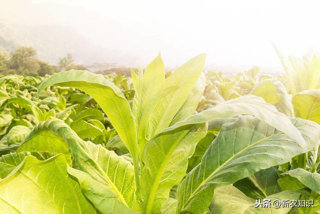 烤烟高质量栽培技术，种植户不要错过，加快农民脱贫致富步伐