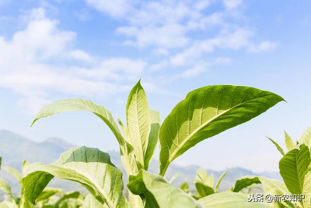 烤烟高质量栽培技术，种植户不要错过，加快农民脱贫致富步伐