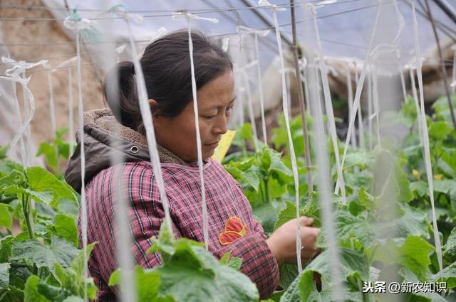 反季节大棚种植蔬菜技术要点，通俗易懂一学就会