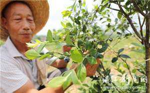 蓝莓种植一亩的成本(“水果皇后”蓝莓廉江试种成功)