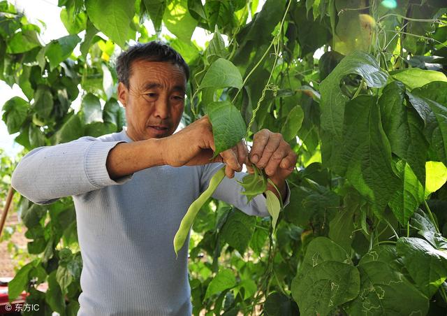 芸豆种植技术介绍，产量高，很实用的