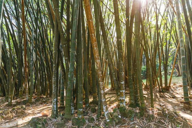 竹子根系破坏地面，这几种方法让竹子生长在规定范围