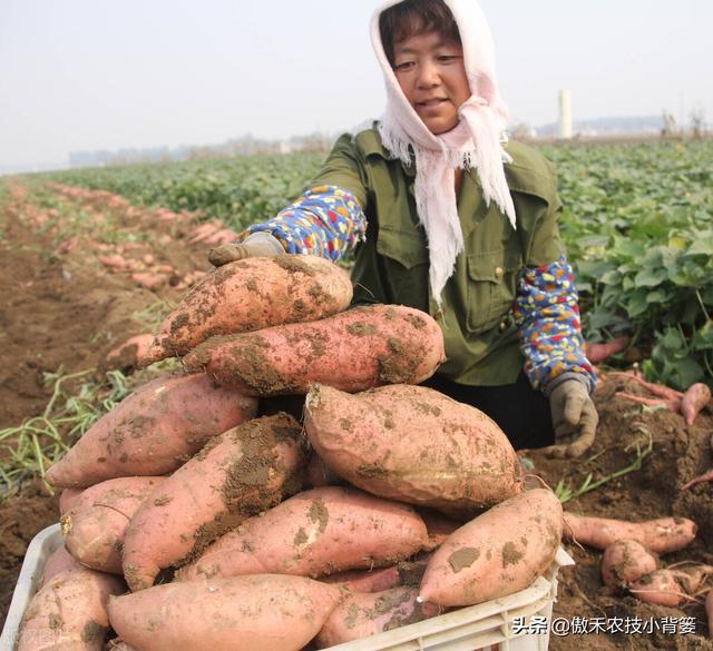 实现红薯高产多收并不难，种植管理技巧一定要掌握好