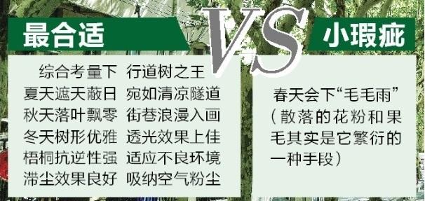 暮春虽有飞絮恼 仲夏遮阴它最妙 法国梧桐不再雨 未来研发或可期