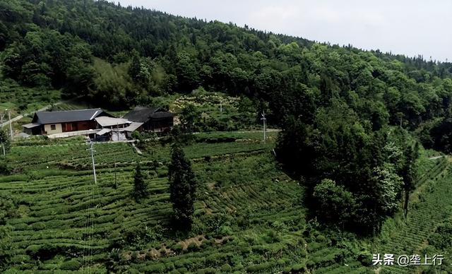 从伐木到植绿，鹤峰“光头强”七年种下百万棵青钱柳