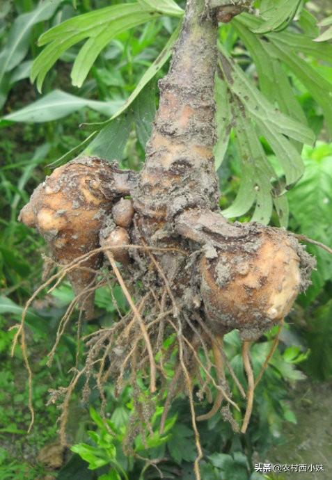 附子高产种植技术