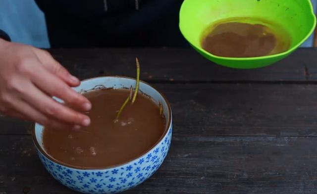 碗莲怎么种，只要会“藏”，轻松养开花