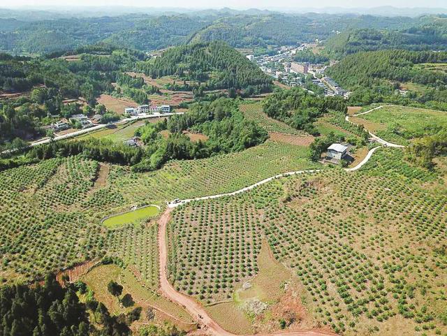 四川花椒种植面积、产量已是全国第一 欲成“第一省”还缺什么？