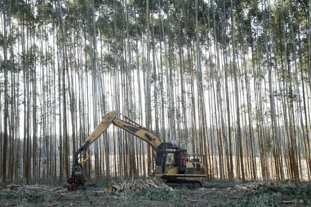 野蛮发展时代已过，桉树种植必须这样做