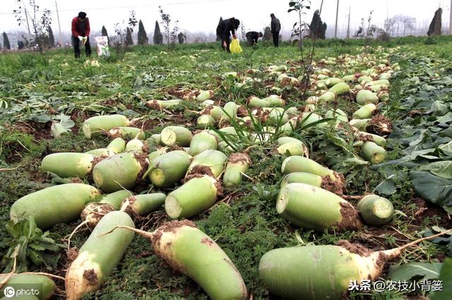 萝卜种植只要用好这2招，每亩能够多收两三成