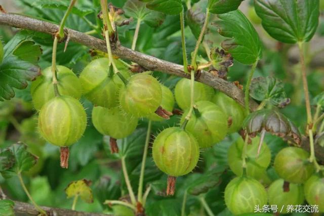 8种可以在院子里或阳台上栽培的小浆果，种好了四季都有果子吃