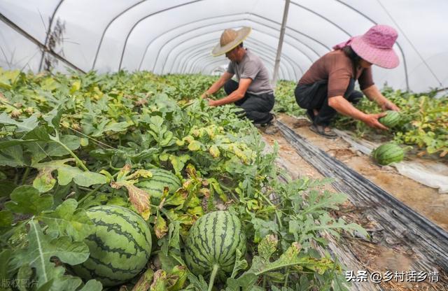 不管种植什么瓜类作物，牢记这几个要点，不化瓜，连续坐瓜不断