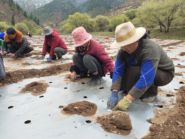 绵阳院企研学助农进高原 万亩中药园壤塘启动试点