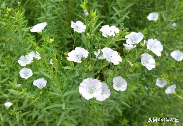 农村种植亚麻，大有可为！