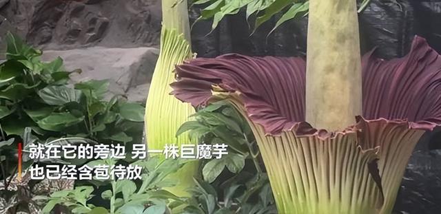 国家植物园里出现“食人花”，系世界珍稀濒危植物，它有多可怕？