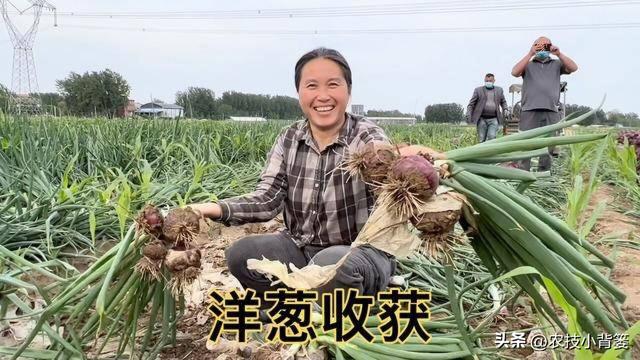 农民怎样才能种出又大又好的洋葱？种植洋葱时注意这5点