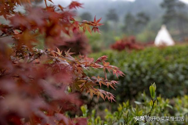 奇！广东小县城漫山遍野红似火，枫叶竟在春天变红，正是观赏季节