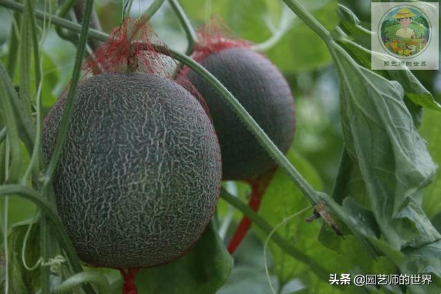 新品种高架小西瓜、网纹瓜种植技术