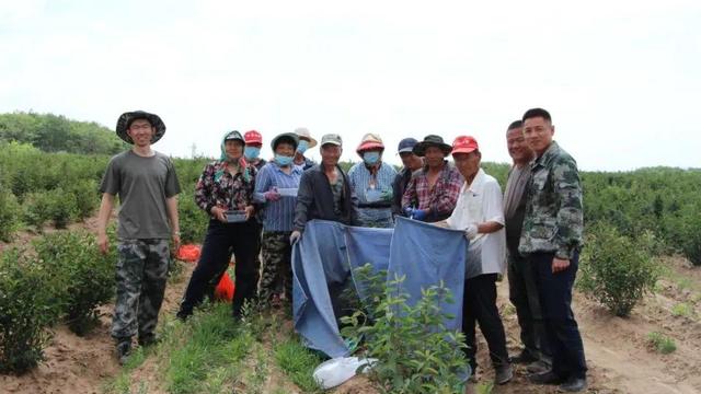 桦南县：梨树乡永远村蓝靛果采摘正当时 特色产业托起村民致富梦