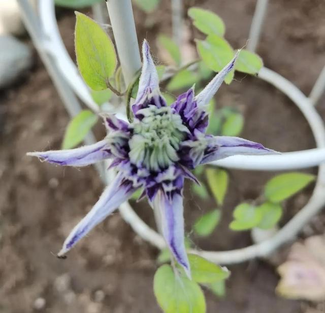 我的花草日记——看图写画，记录今天院子里默默绽放的花花草草