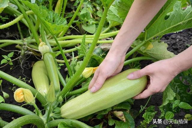 西葫芦什么时候种植最好