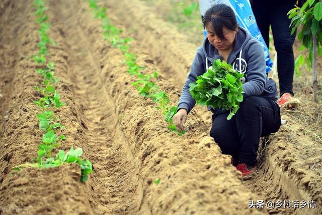 家里一直保存下来的四个种植小技巧，增产潜力挺大，无私分享